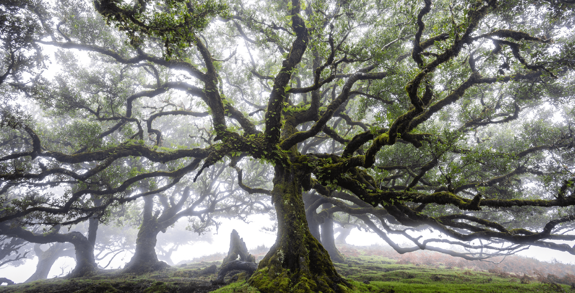Laurisilva forest